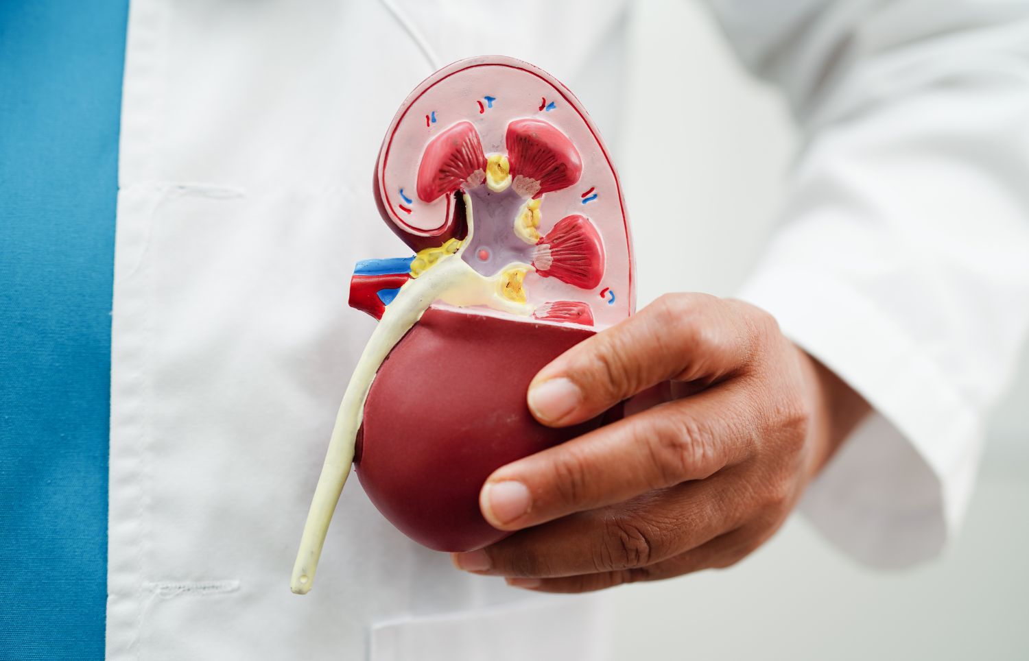 Kidney Health - Cross Section of Kidney