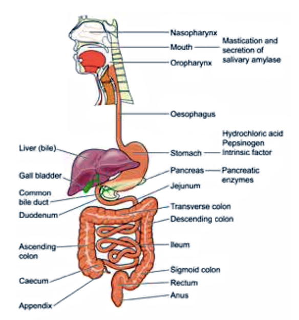 intestines diagram female