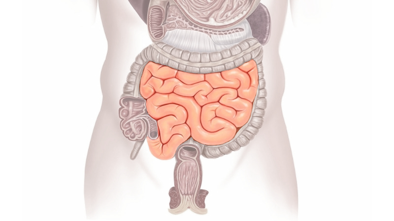 digestive system colon
