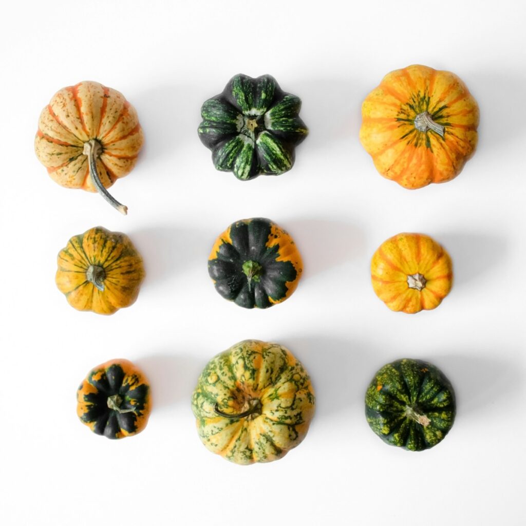 Styrian Pumpkins For Pepitas Pumpkin Seeds